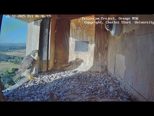 Peregrine Falcon Nest at CSU Australia