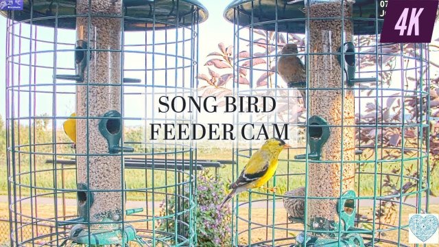 Banff Park Bird Feeder Vista