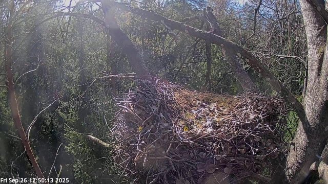 Pärnu Black Stork Nest Cam