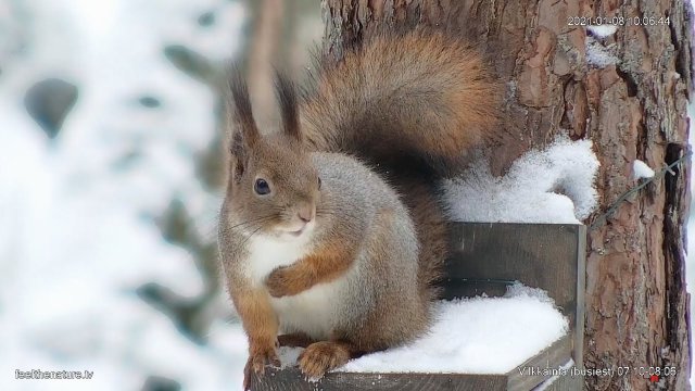 Nuuksio Park Wildlife Feeder