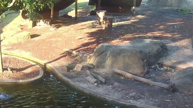 Capybaras Relaxing at Taronga Zoo