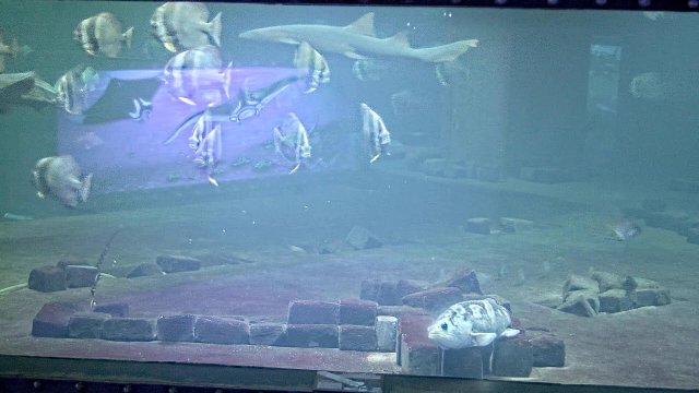 Budapest Zoo Shark Aquarium