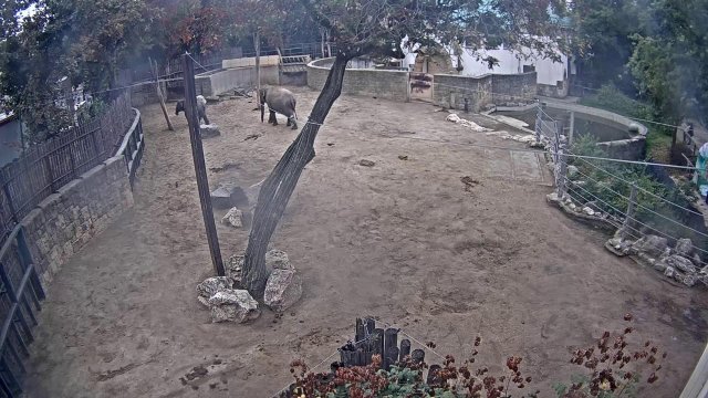 Budapest Zoo Elephant Enclosure