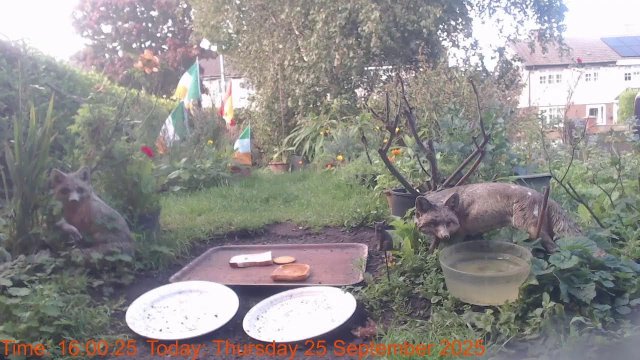 Dublin Urban Red Foxes Habitat