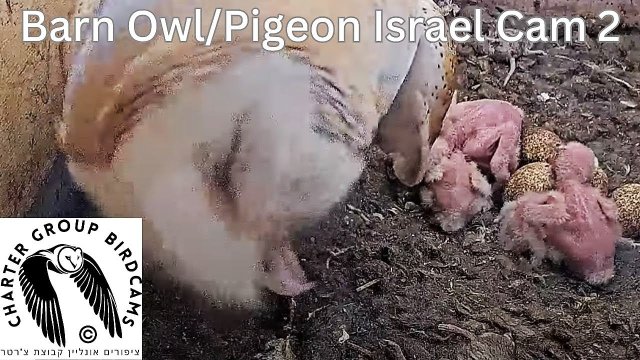 Jezreel Valley Barn Owl Nest