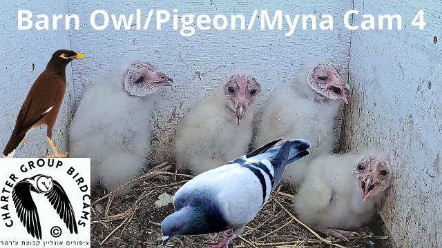 Hula Valley Bird Habitat Scene