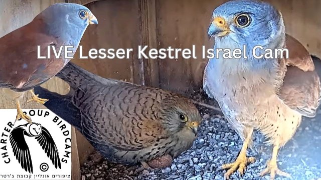 Lesser Kestrel Nest Ramat Hanadiv