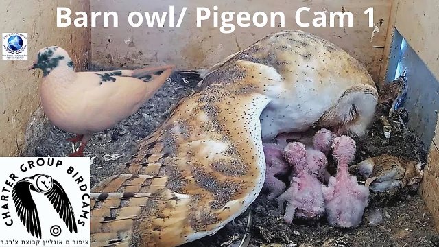 Even Yehuda Barn Owl Nest