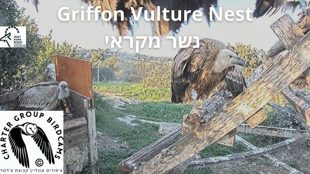 Israel Griffon Vulture Nest View