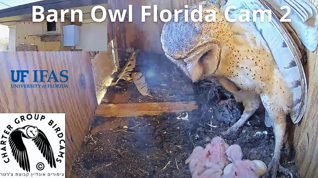 Barn Owl Nest in Florida Everglades