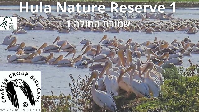 Birdwatching at Hula Nature Reserve
