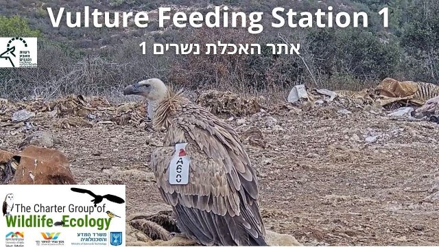 Hai-Bar Vulture Feeding Station