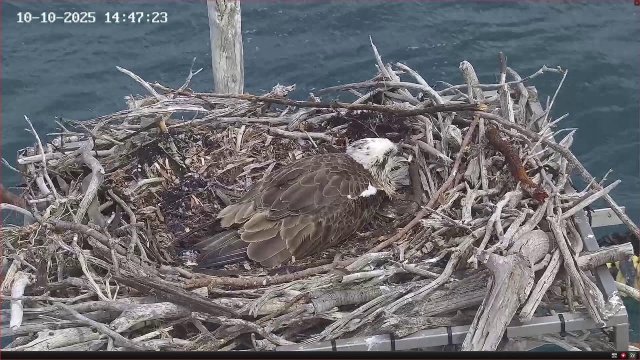 Port Lincoln Osprey Nest Coastal View