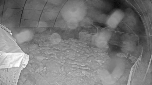 Ruhrtal Free-Range Pigs Enclosure