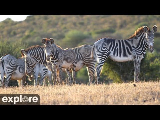 Mpala Wildlife Safari Plains