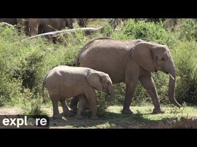 Kenyan Savanna Wildlife Panorama