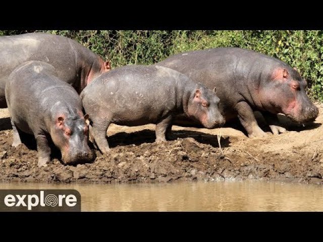 Mpala Savanna Watering Hole
