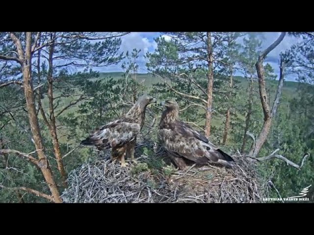 Latvian Golden Eagle Nest View
