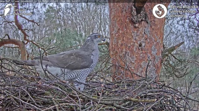 Riga Northern Goshawk Nests
