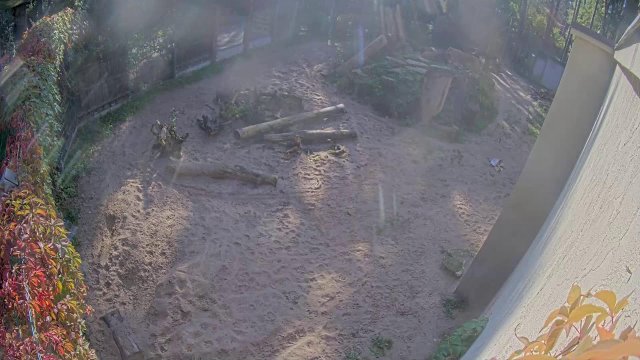 Majestic Lions in Riga Zoo