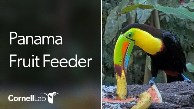 Panama Canopy Lodge Fruit Feeder