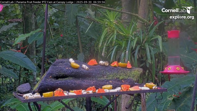 Panama Canopy Fruit Feeder View