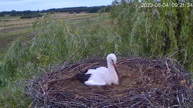Nowy Kamień Stork Nest Haven