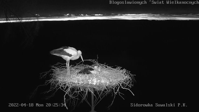 Suwalki Park Storks Nest Panorama
