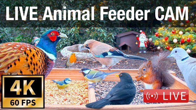 Recke Wildlife Feeder with Birds