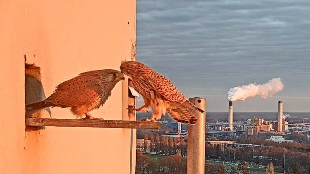Berlin Kestrels at Corbusierhaus