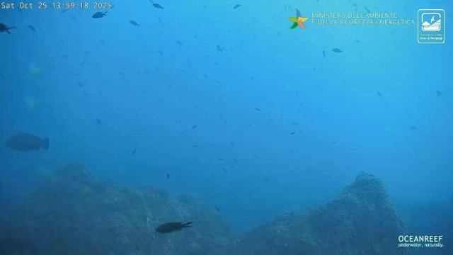 Bergeggi Pelagos Underwater Reef