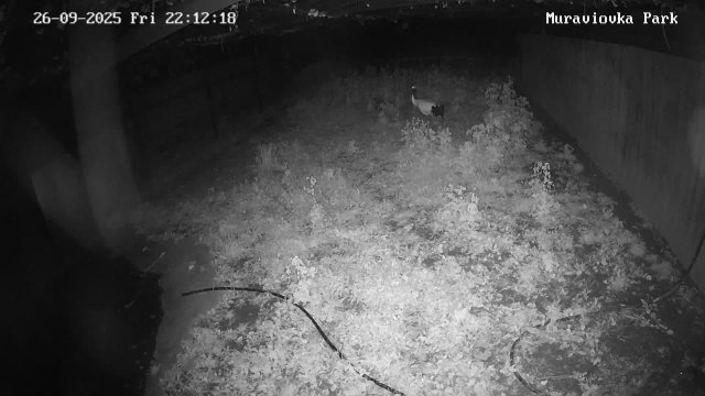 Far Eastern Stork Nest in Tambovka