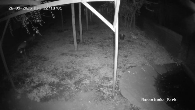 Berezovsky Birch Tree Stork Nest
