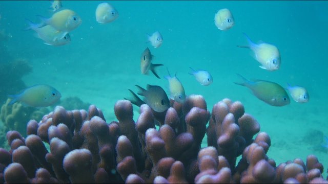 KAUST Red Sea Underwater Realm