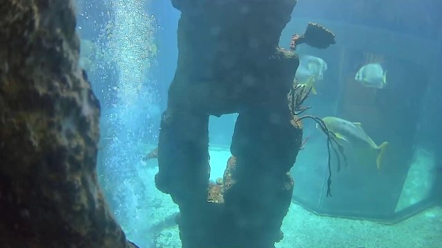 Vienna Shark Enclosure Underwater