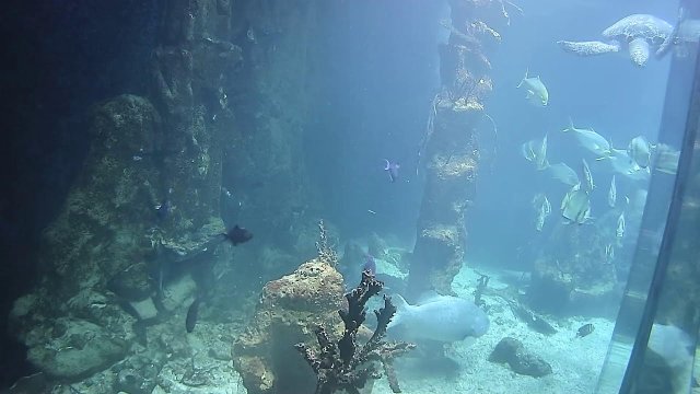 Vienna Zoo Shark Underwater View