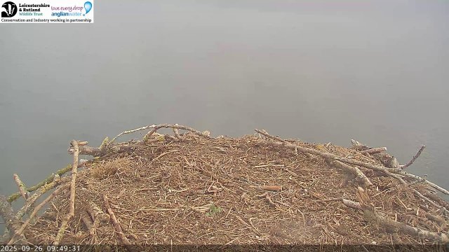 Manton Bay Osprey Nest in Rutland