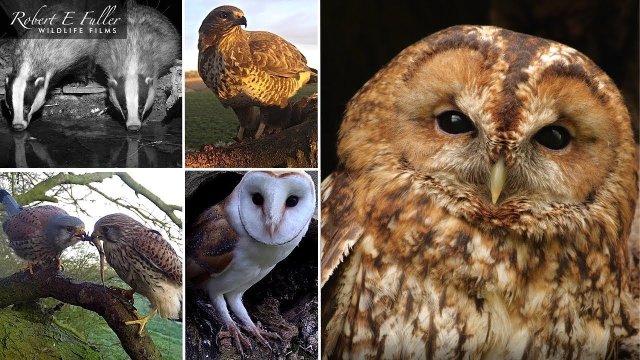 Yorkshire Ash Wood Wildlife