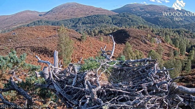 Osprey Nest in Caledonian Forest