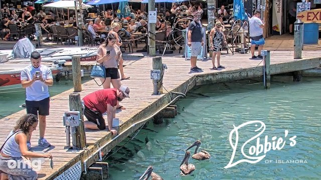 Islamorada Tarpon Feeding Dock