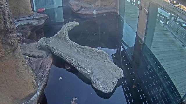 Playful Otters at Calvert Museum