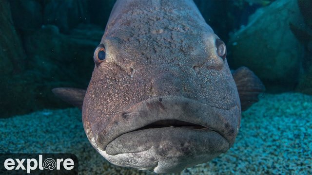 Blue Cavern Coastal Vista, Long Beach