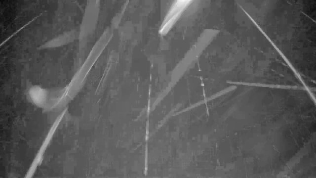 Dune Allen Beach Gulf Shores