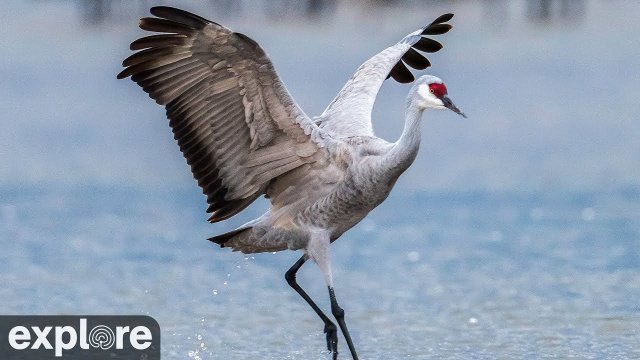 Sandhill Cranes at Rowe Sanctuary