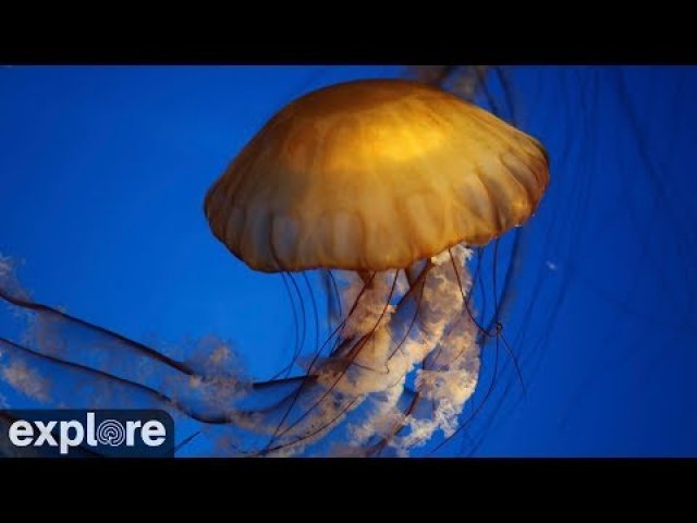 Pacific Sea Nettles Jellyfish Tank