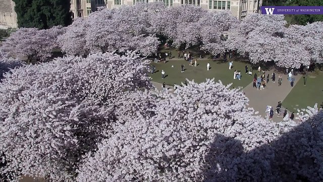 Seattle UW Quad Cherry Blossoms