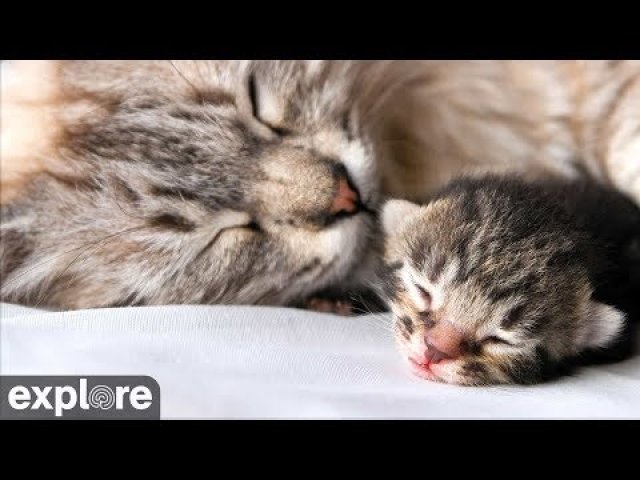 Baby Kittens at California Rescue