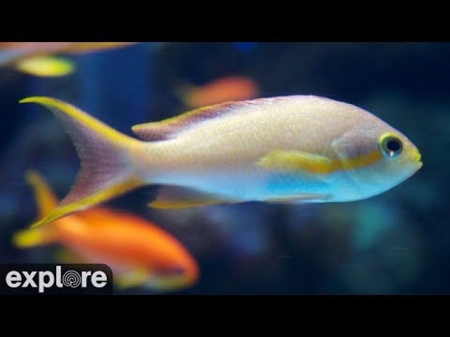 Aquarium Coral Predator Exhibit