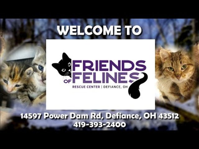 Ohio Feline Rescue Cat Sanctuary