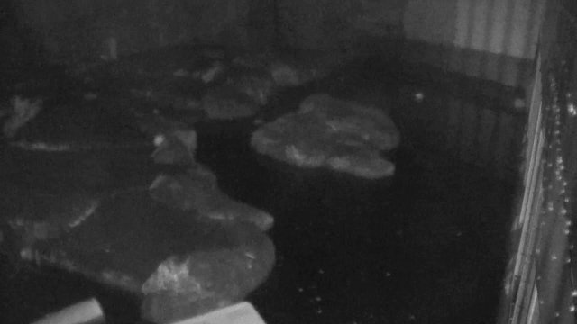 Polar Bears at Alaska Zoo Habitat